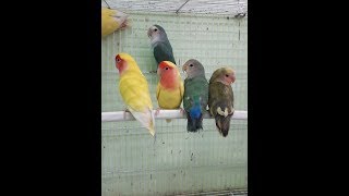 앵무새 짝짓기 할때 신음소리 낸다  (Parrot Ma…
