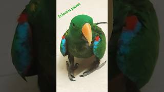 #eclectus  #beautiful #parrot