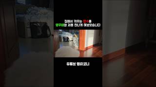 아기앵무새와 강아지의 첫만남 #코뉴어 #parrot #…