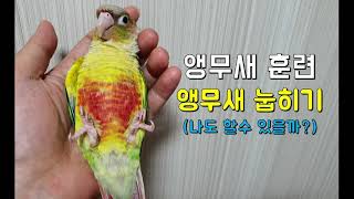 앵무새 훈련 눕히기(parrot training) - …