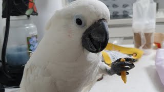 앵무새 나나공주님의 감자튀김 먹방