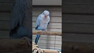 [퀘이커 앵무] 텐션 올리기 준비운동(소리만 출연: 사랑이) #parrot #quakerparrot #앵무새 #흔들흔들 #까꿍이