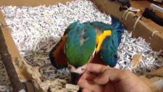 청금강 - 쿠악이 (blue and yellow macaw)