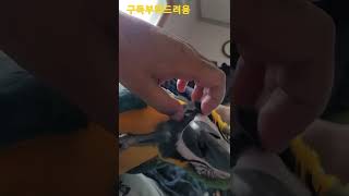 루카 머리 긁어주기 #청금강앵무새