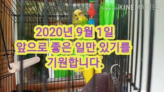 앵무새 입양했어요,we adopt parrot