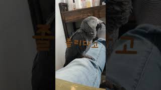 회색앵무티치의 낮잠