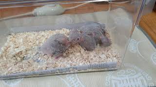 앵무새 이소 1일차