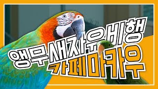 이색체험 앵무새카페 카페마카우! 금강앵무새 자유비행! 양평카페 추천