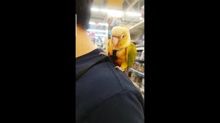 제2화 앵무새 루미의 하루