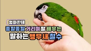 업로드 영상 몰아보기#말하는앵무새 #한스마카우