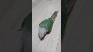 무편집동영상 코뉴어앵무새 Vlog _쓰리고 빵하기/빵하면 쓰러지는 앵무새 두분