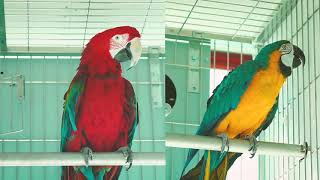 앵무새 동물원 할리퀸 마카우 소개 및 홍보 영상