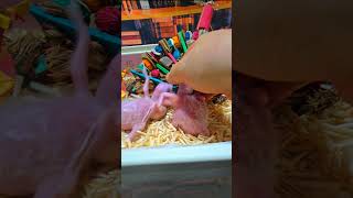 청금강 앵무새예요. #birdslover #parrot…