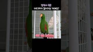 앵무새 목은 어디까지 길어지는 거예요?          #뉴기니아#앵무새 #뉴기니아앵무새 #eclectus #parrot #eclectusparrot #shorts