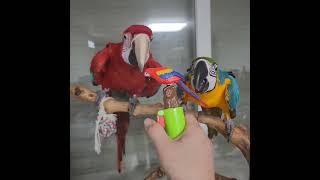 니가 왜 거기서 나와~~#마카우 #말하는앵무새 #애완동…