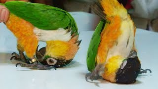 천재 앵무새의 놀라운 장기 ‘앞구르기’ @순간포착 세상에 이런일이 957회 20171005