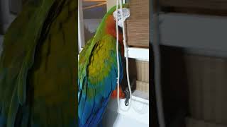일로와봐 마음아       #금강앵무 #마카우 #앵무새