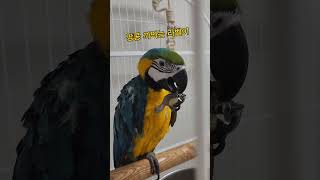 땅콩 맛있게 냠냠 까먹는 우리집 #청금강 라벨이♡