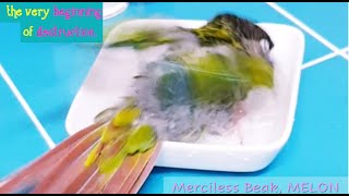 [닥터멜론] 앵무새 작은 파괴력