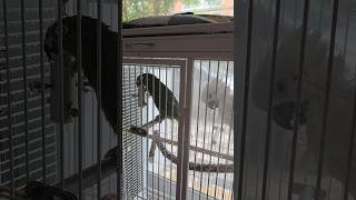 블루아이드 코카투, 황모자 아마존이예요