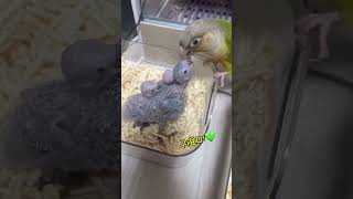 코뉴어 앵무새 첫산란 공동육아 #코뉴어앵무새 #공동육아