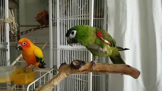 써니와 안녕이 굿모닝♡ 썬코뉴어&한스마카우 sunconure & hahns macaw good morning
