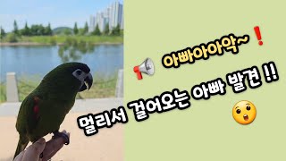  아빠~!! 다 보여  빨리와 #말하는앵무새 #한스마카우