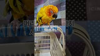 써니에겐 든든한 엄마가 있어!  #썬코뉴어 #parrot #앵무새 #사랑스런 #lovely #든든한 #strong #엄마 #mother #써니