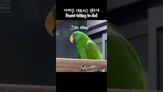 [지구] 아빠랑 대화하는 앵무새 / 엄마 좀 쉬게 아빠랑 이야기해.. / parrot talking to dad / talking eclectus parrot