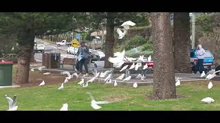 먹이 쟁탈전!!코카투들이 느긋한 사이 갈매기들이 다 뺏…