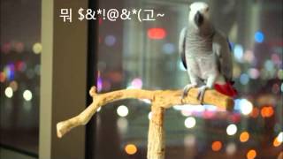 말하는 해리 (회색앵무) Talking grey par…