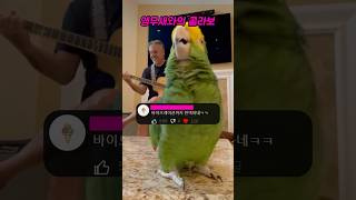 앵무새와 함께하는 콜라보레이션