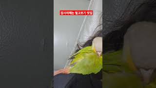 집사어깨에서 털고르기하는 파인애플코뉴어 #birds #…
