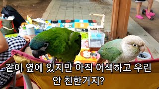 공서연.(앵무새).남부 수자원 공원.한스 봄이 첫나들이…