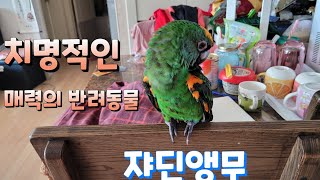 5세 쟈딘앵무새 쫑쫑이