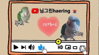 [짤~영상]퀘이커앵무새 순도리♡부츄 (비행 앵무새 부츄…