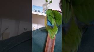 코뉴어 앵무새#하랑이#하봉이#동물농장레전드#tv동물농장