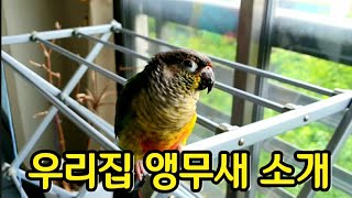 우리집 앵무새 소개
