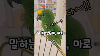 엄마 왔다‼️말하는앵무새 마로
