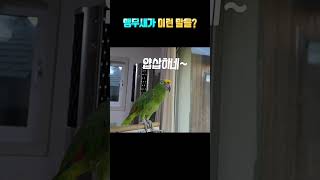 다시 돌아온 앵그리버드!!!!!!!