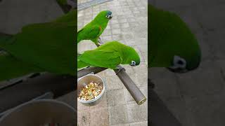 목소리가 너무 귀여운 한스마카우