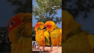 평화로운 한낮, 앵무새와 힐링 #썬코뉴어 #썬코 #앵무…