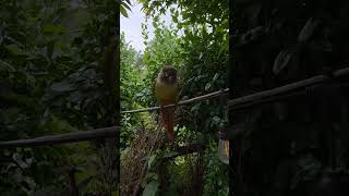 코뉴어 앵무새 짹짹이/밖에서 놀아요#앵무새#코뉴어#birds #parrot