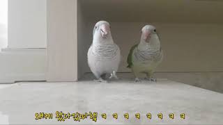 퀘이커 앵무새 웃음소리(마녀웃음)를 따라하는 앵무새