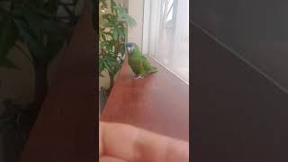 사랑이에게 빠져드는 영상 #한스마카우