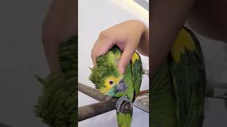 아마존앵무새 중박이