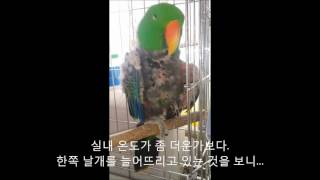 self injury Eclectus parrot therapy course 40 자해하는 뉴기니아앵무새 치료과정 40