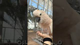 인사 잘하는 앵무새