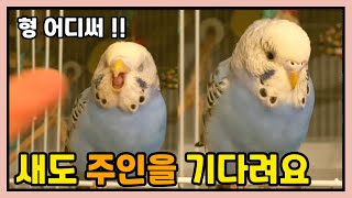 주인 기다리는 번식조 출신 앵무새. 주인 올때까지 방에…