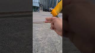 날아오는 루카 #청금강 #shorts